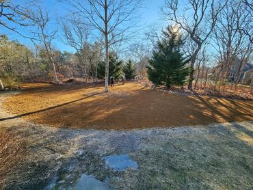 A backyard with bare trees and a patchy lawn under a clear blue sky.