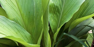 Turmeric Plant fro NCCIH