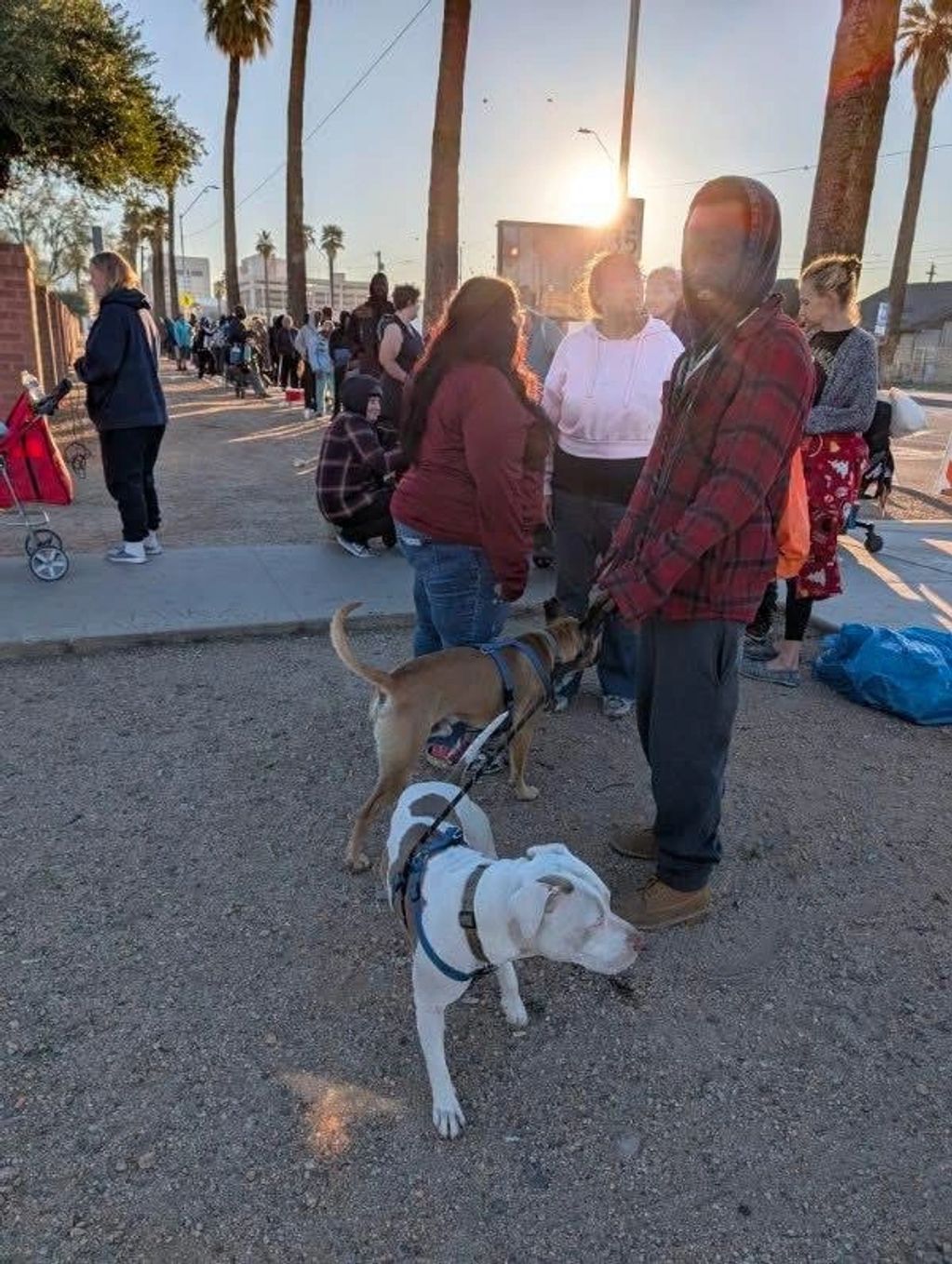 People and dogs waiting in line outdoors at sunset.