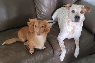 Two dogs sitting attentively on a brown leather couch indoors.