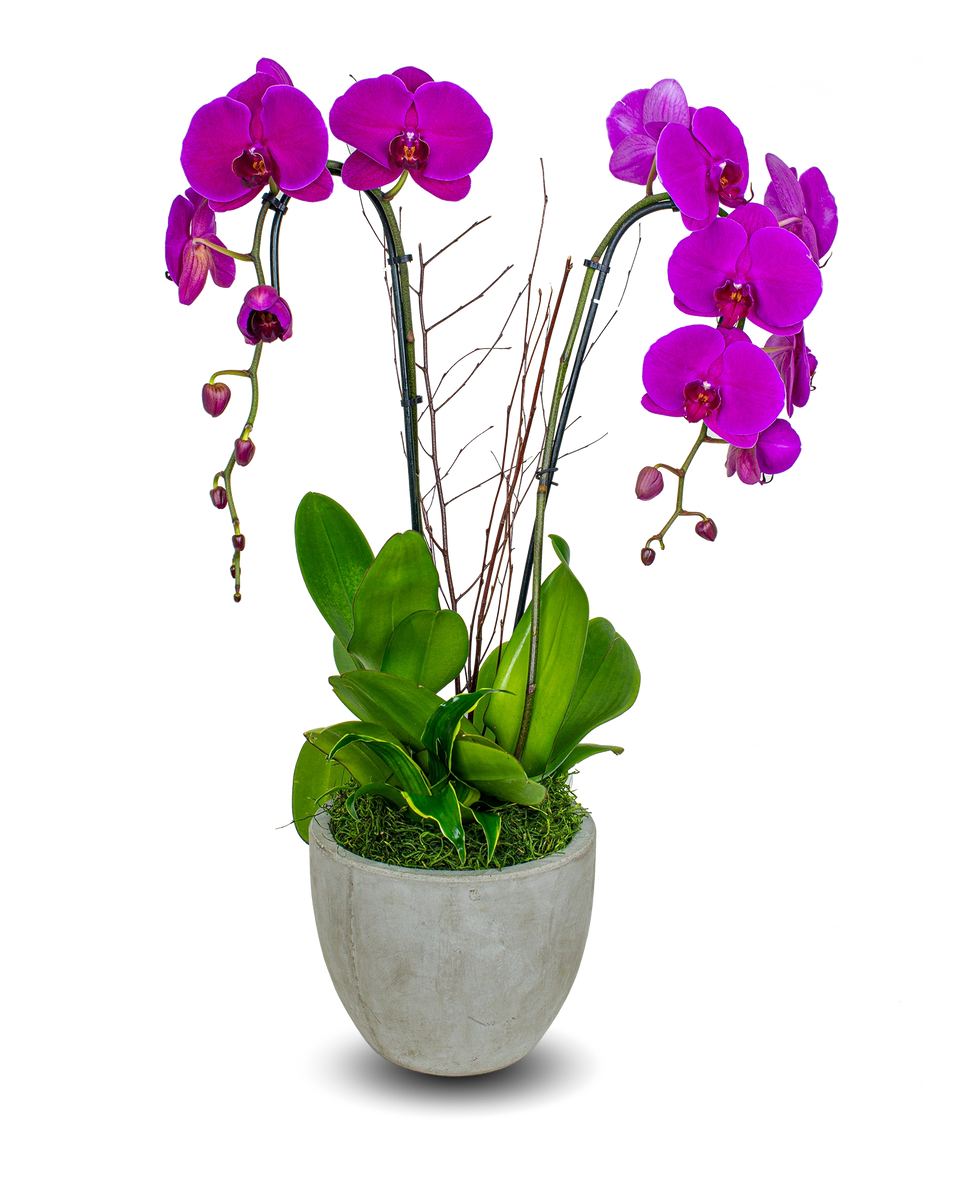 Rustic Purple Orchid Arrangement