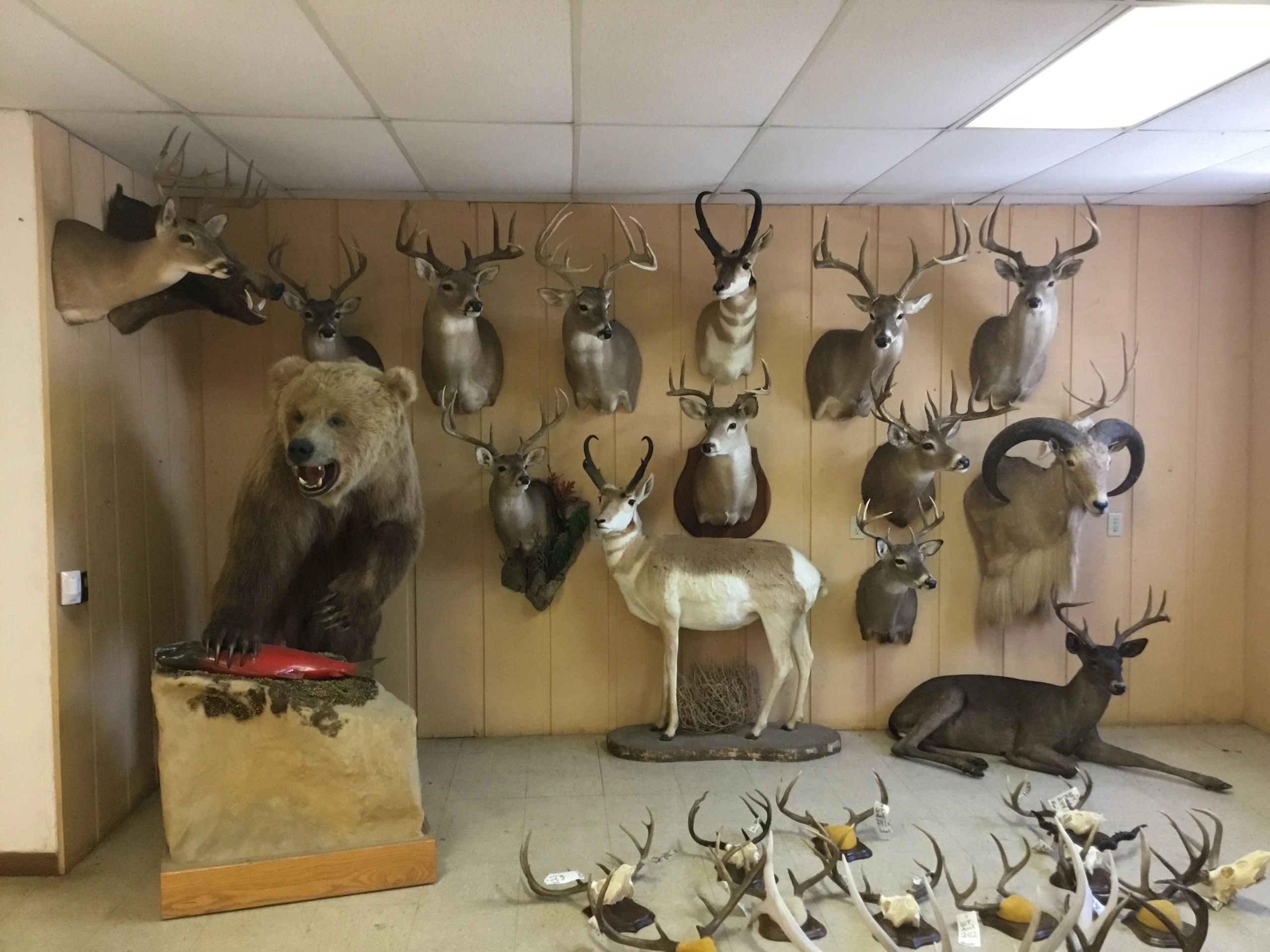 Highland Lakes Taxidermy Taxidermy, Deer Processing