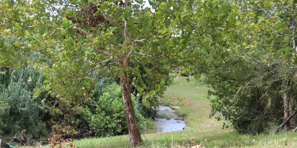 View along Hollywood Bayou (also called Little White Oak)