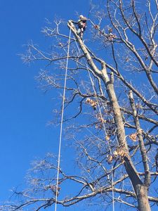 Tree worker cutting branches high up on a leafless tree under clear blue skies.