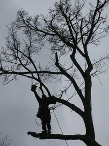 Silhouette of a person trimming a large tree with a chainsaw.