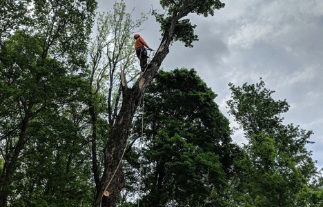 A person climbing a tall tree with safety gear on a cloudy day.