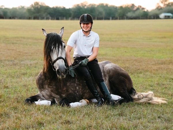 horse with rider