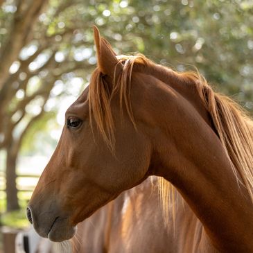 horse equine portrait