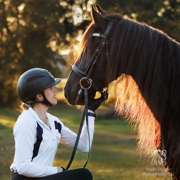 equine portrait horse and equestrian