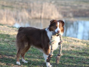 A brown and white dog holding a rope toy near a pond.