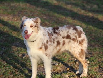 A happy Australian Shepherd dog standing on grass with sunlight and shadows.