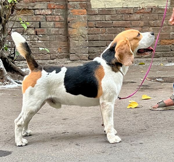 KingPin Kennel’s LEO 