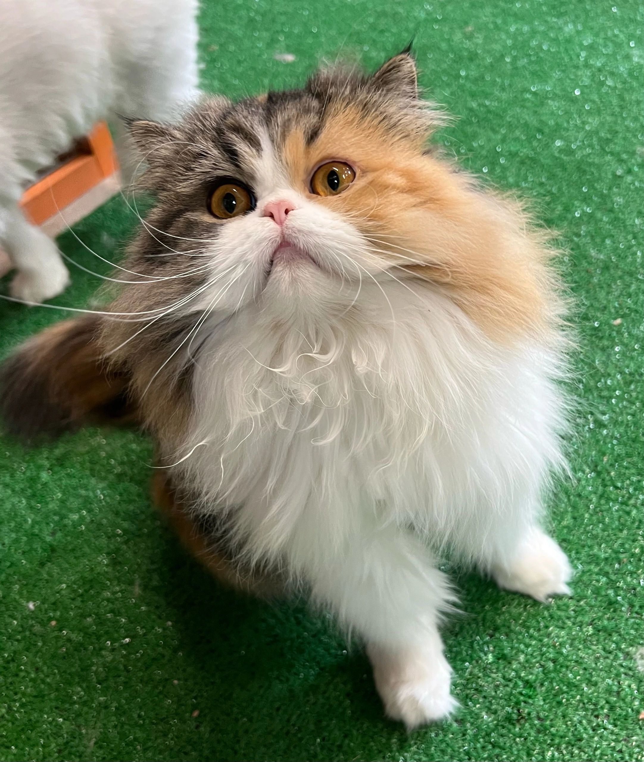 Brown patched tabby and white Persian cat