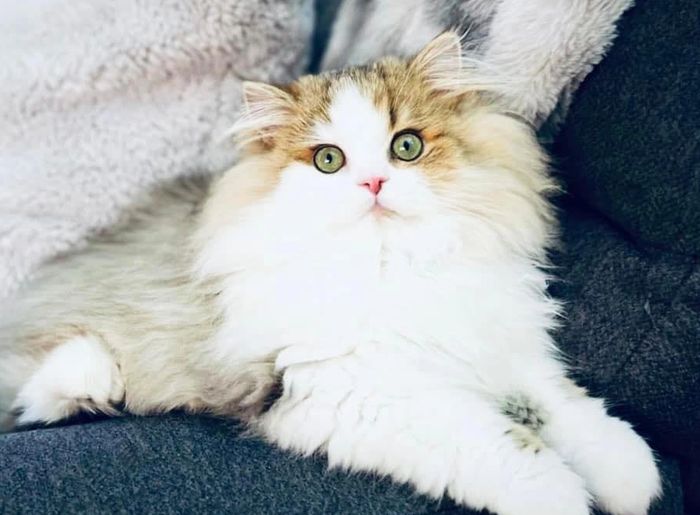 Doll Face Persian Kittens San Diego, California