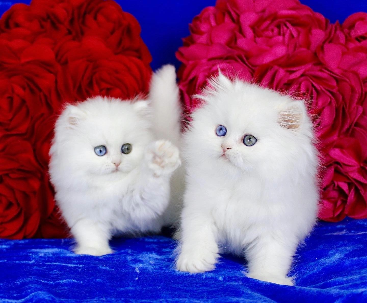 baby doll persian kittens