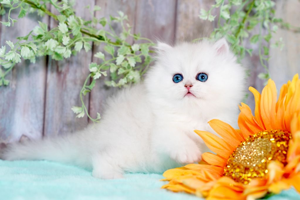 Chinchilla silver Doll Face Persian kitten for sale