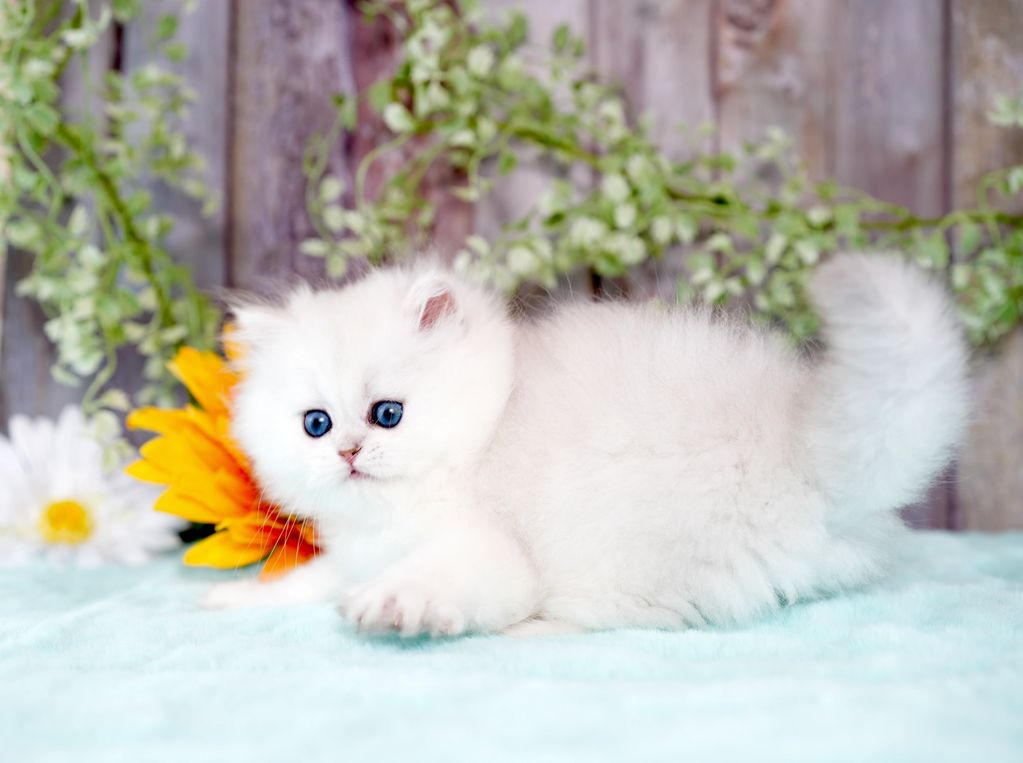 Chinchilla silver Doll Face Persian kitten for sale