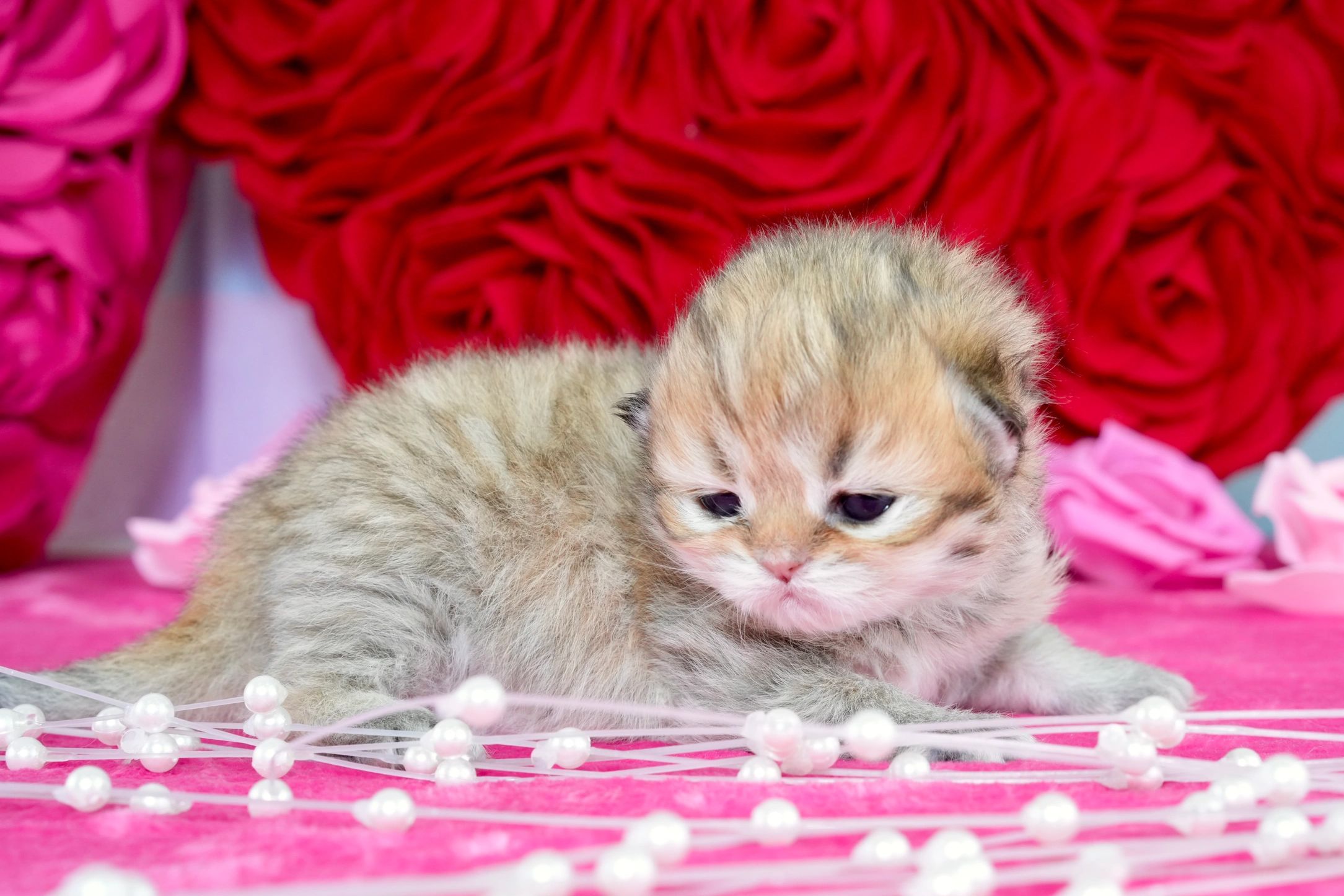 Chinchilla golden Doll Face Persian kitten for sale