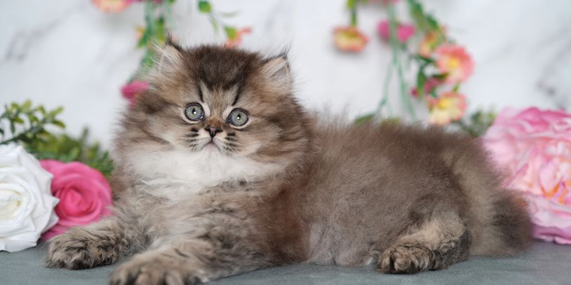 Black smoke doll face Persian kitten
Doll Face Persian kittens for sale in California
