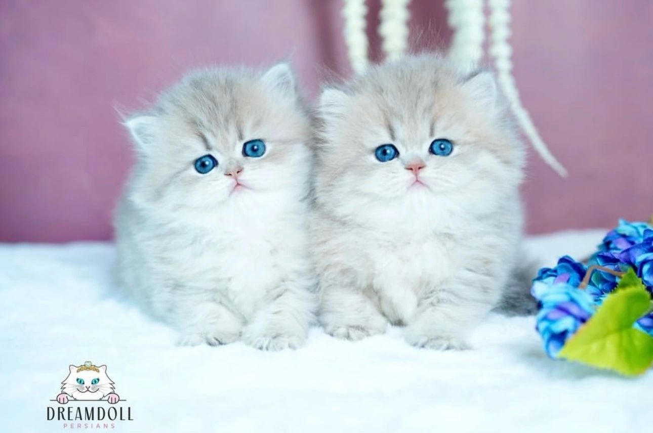 Blue golden Persian kitten