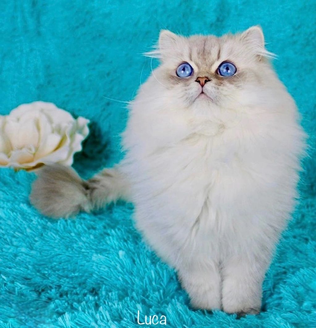 Blue golden point Persian 