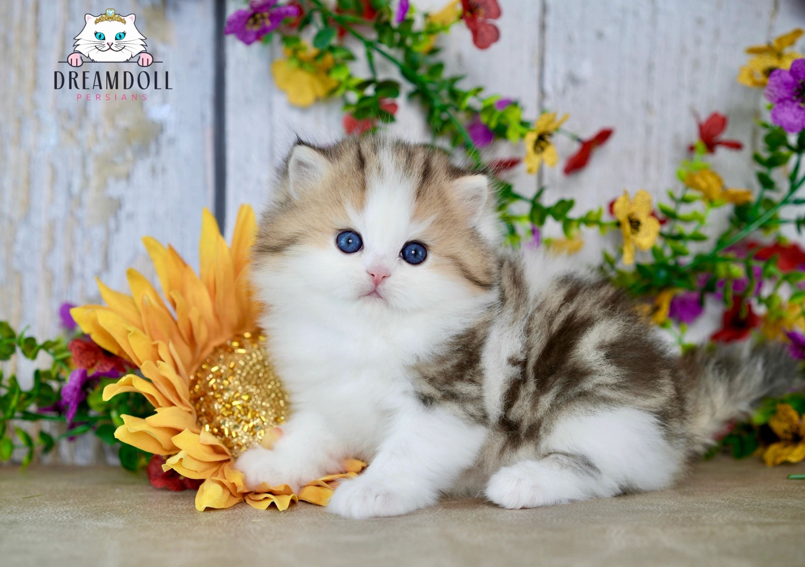 Dreamdoll Persians Your Destination for Adorable Persian Kittens