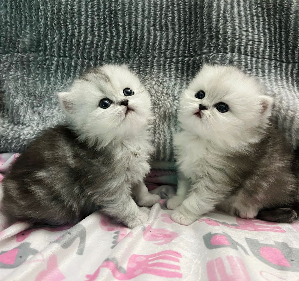 Shaded silver doll Face Persian kitten for sale