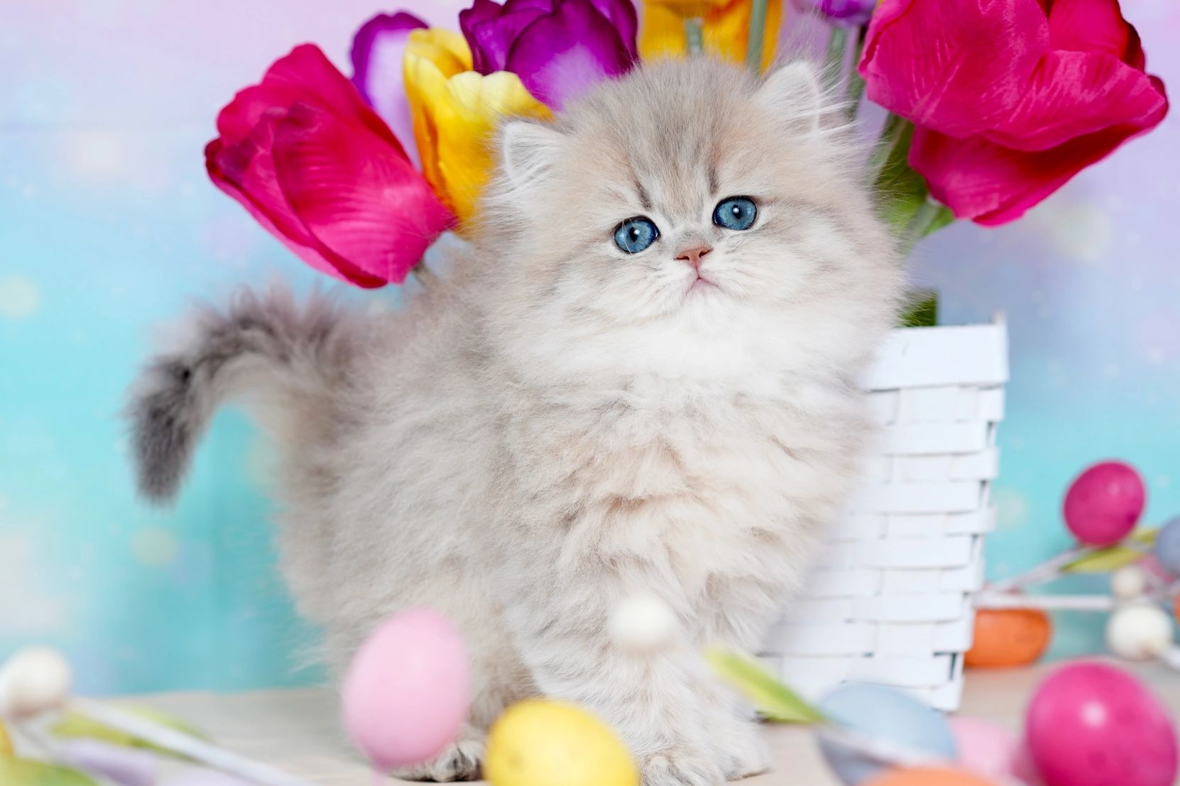 Blue golden Persian kitten