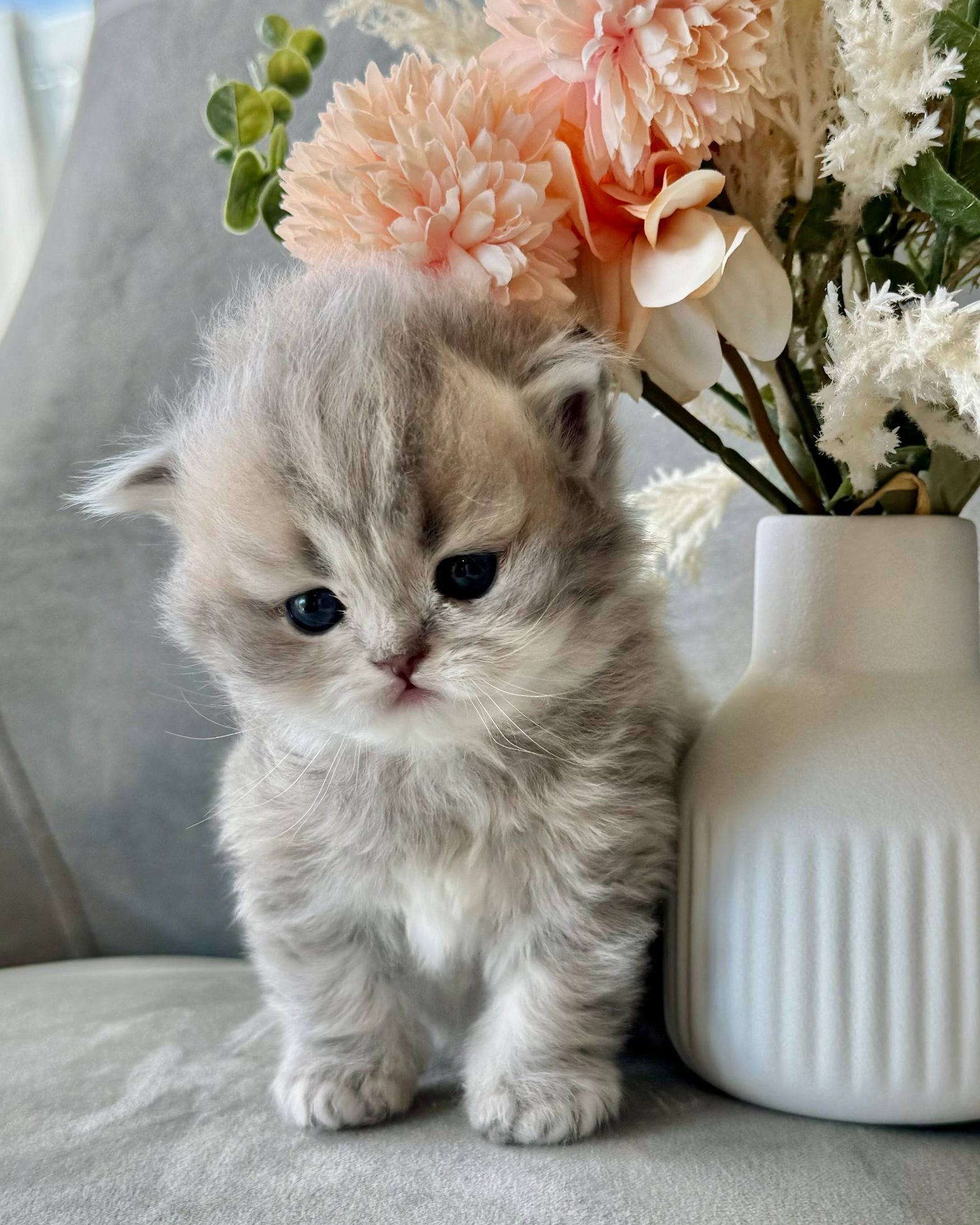 Blue golden Persian kitten