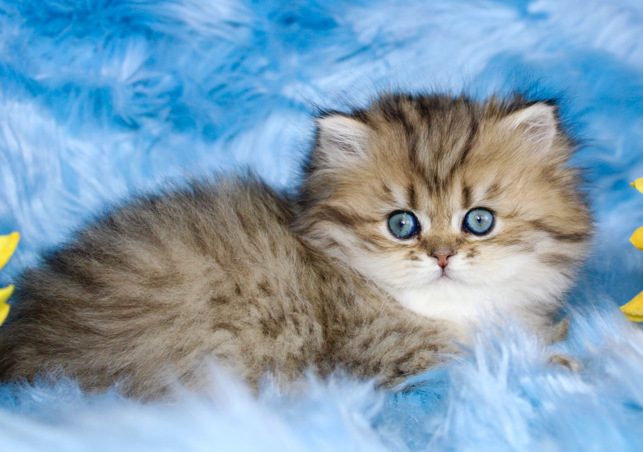 Shaded Golden Persian kitten