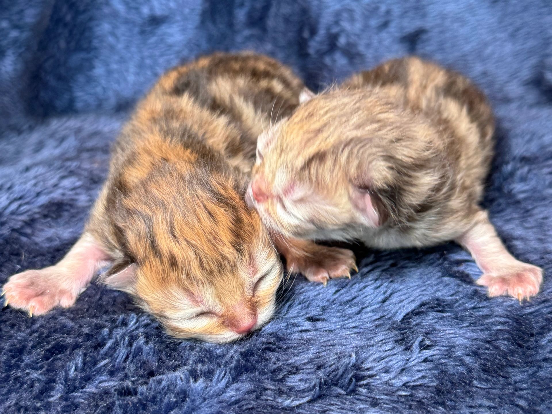 Newborn Shaded golden Persian kitten