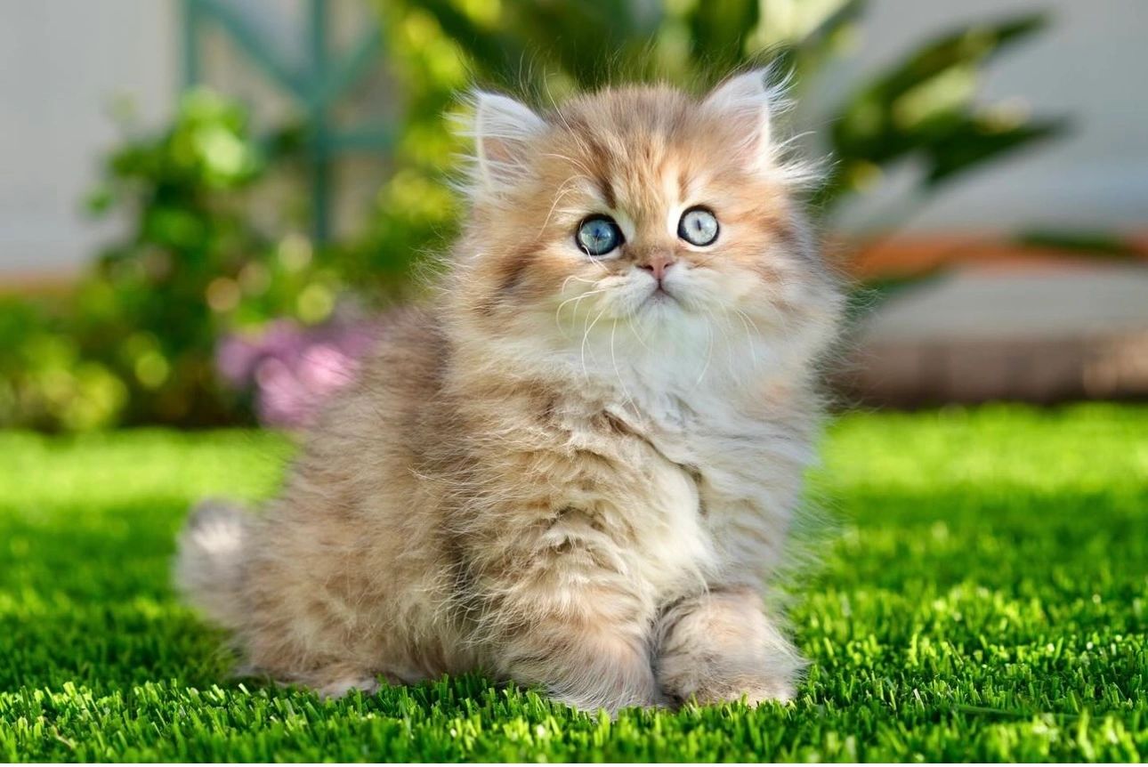 Chinchilla golden Persian kitten