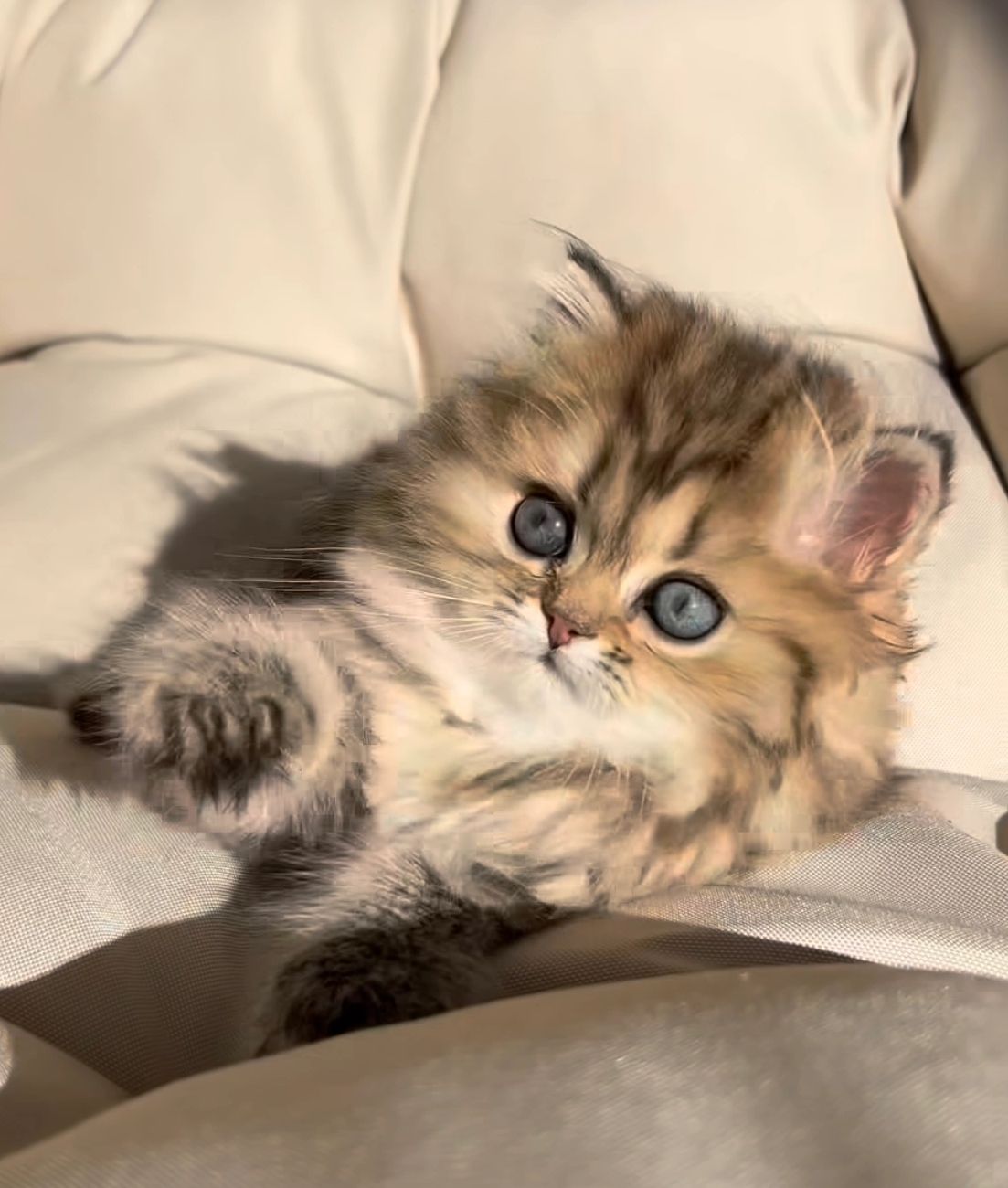 Golden tabby Persian kitten