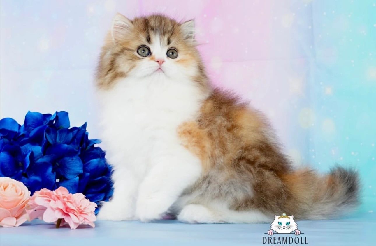 Brown patched, tabby, and white Persian kitten