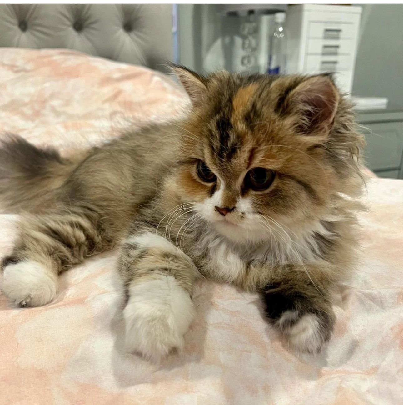 Brown patched tabby and white Persian kitten