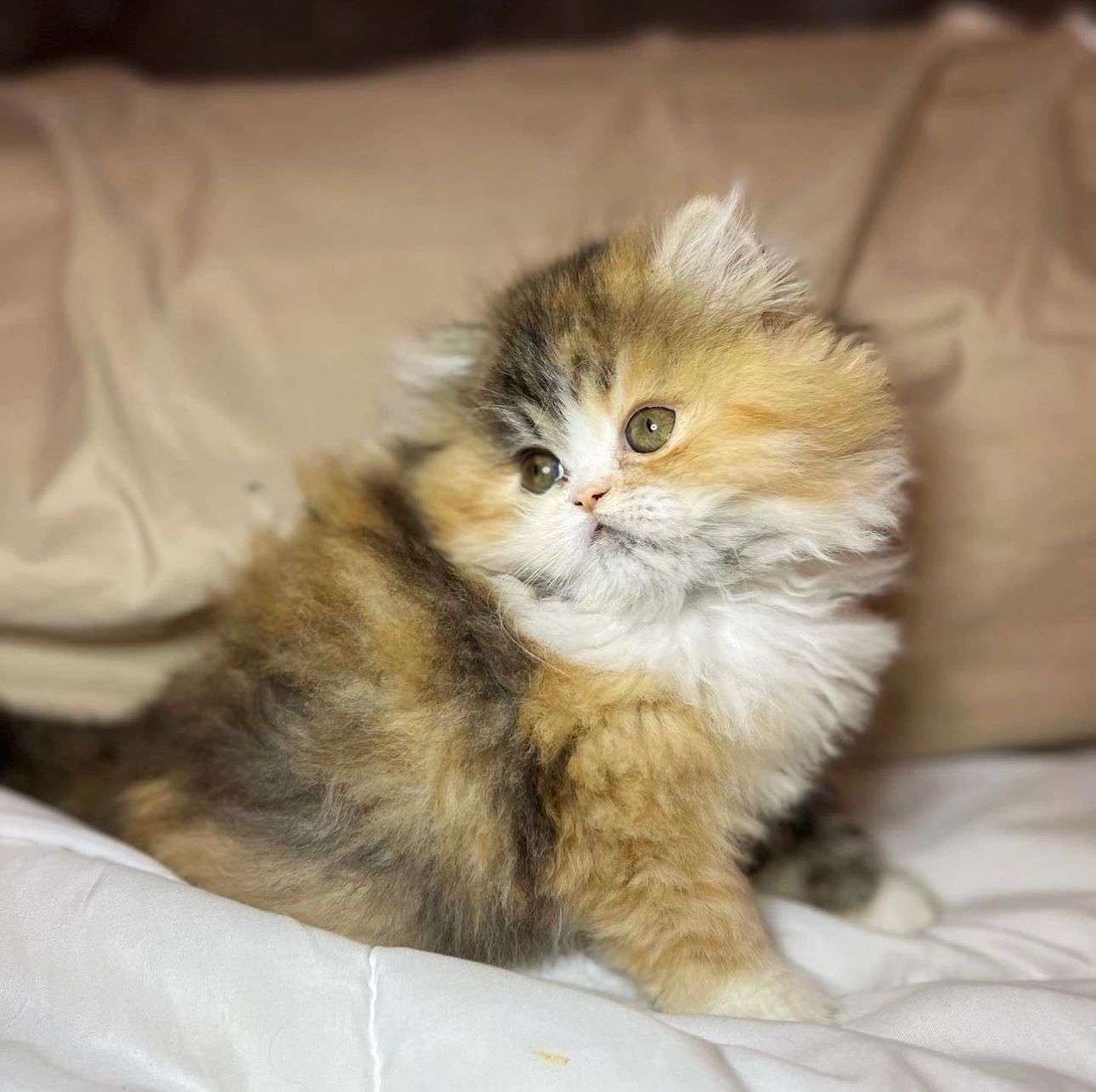 Brown patched tabby and white Persian kitten