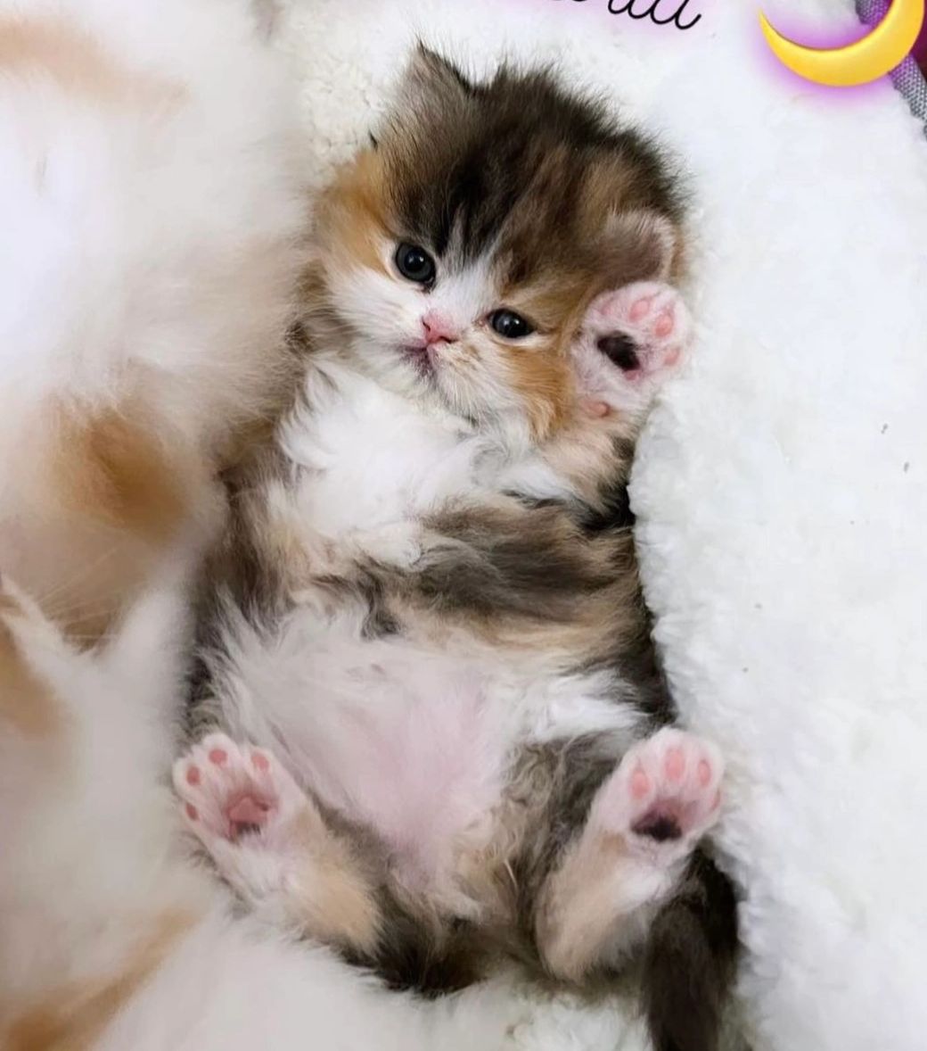 Brown patched tabby and white Persian kitten