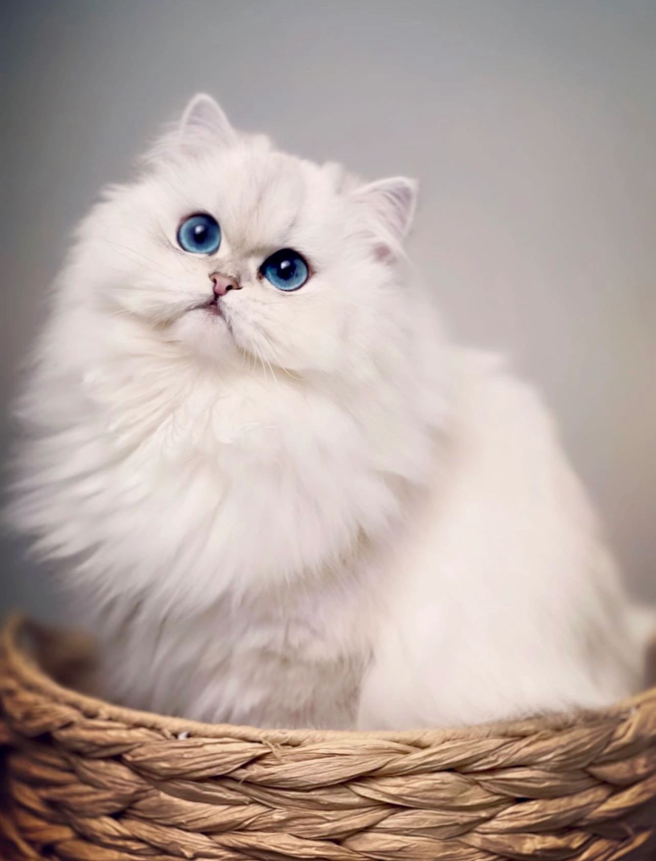 Dreamdoll Persians Presents San Diego's Finest Persian Kittens