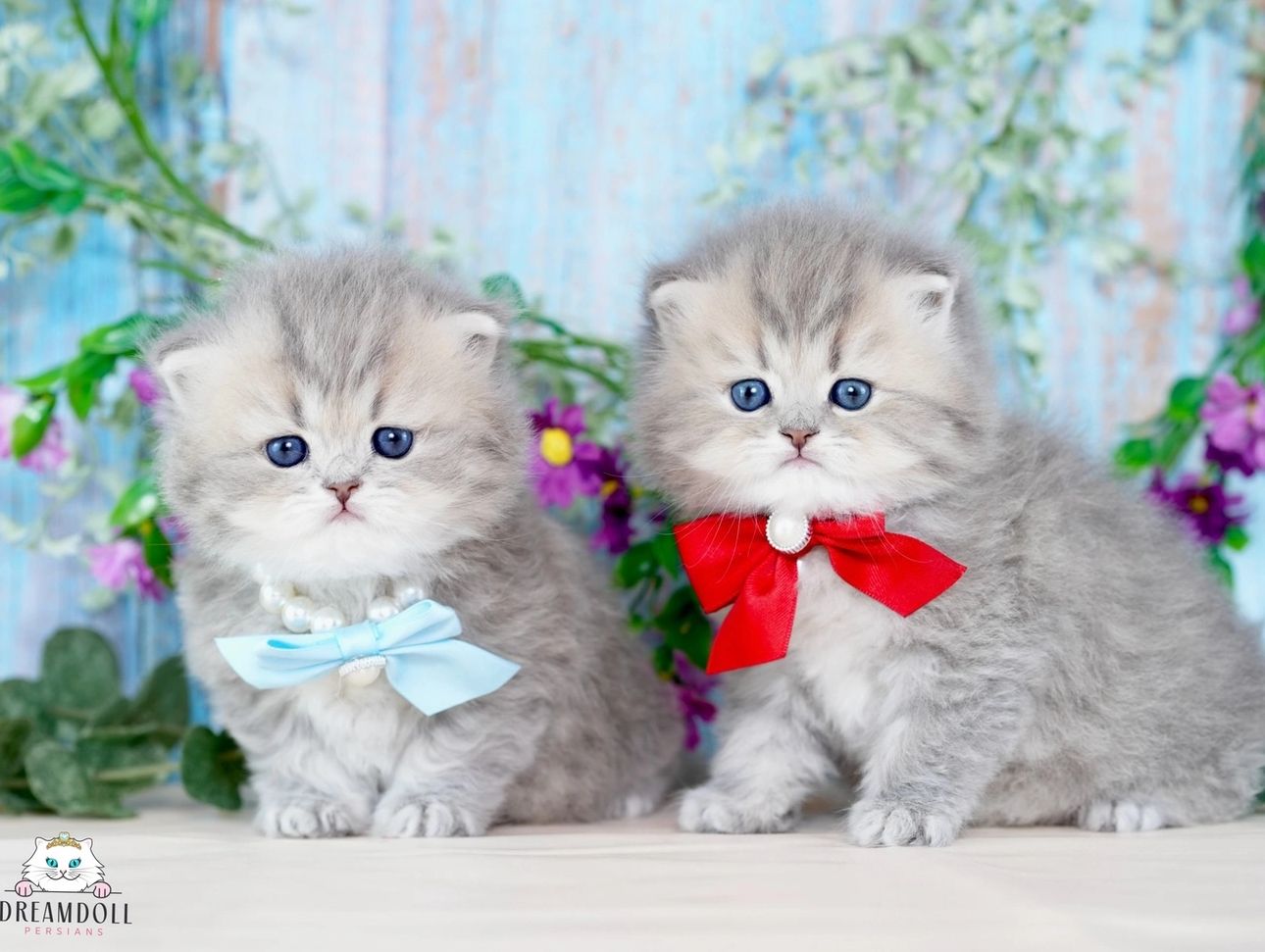 Blue Golden Doll Face Persian kittens for sale