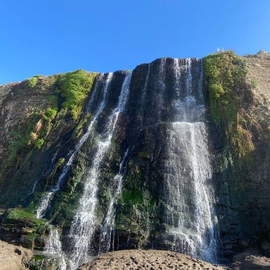 Water flows down a moss covered rock wall showcasing Alamere Falls in Point Reyes National Park.