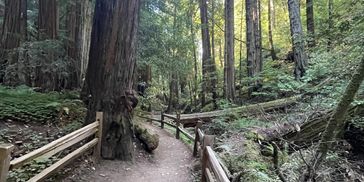 A wooden fence lined dirt trail wonders through old growth timer in Muir Woods National Monument
