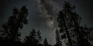 Pine tree shadowed against the dark sky and the Milky Way