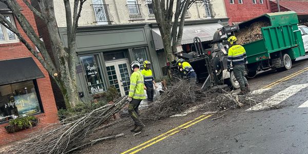 Element Arbor - Tree Service, Tree Removal, Arborist