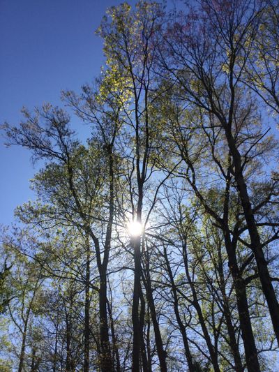 A picture of the sun peeping out from the trees 