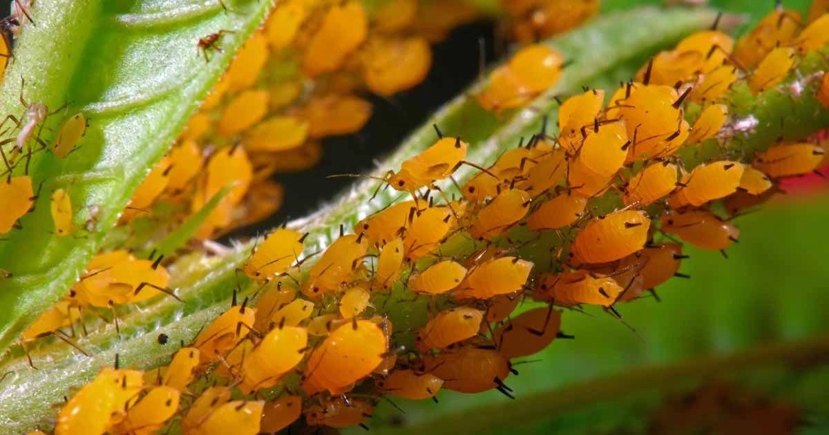 Aphid Apocalypse?  Your Guide To Total Pest Control! - yvek4kl