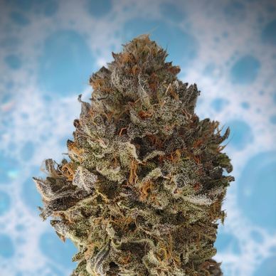 Bubble Bath Trichome Raw Flower LIT Farms Cannabis Strain