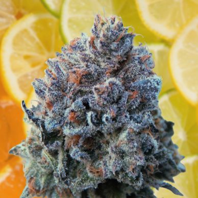 Citrus Crasher Trichome Raw Flower Seed Junky Genetics Cannabis Flower