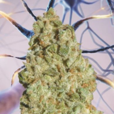 Night Crawler (Prana Seeds) :: Cannabis Strain Info