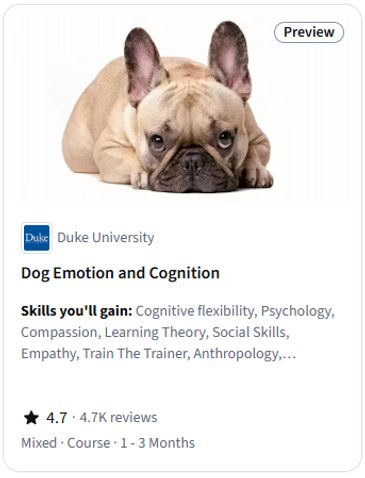 A French Bulldog lying down, featured in a Duke University course preview.