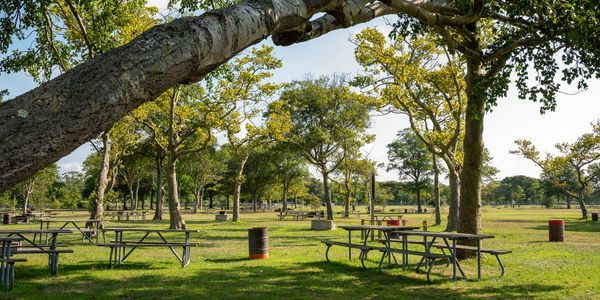 Empty picnic area with trees and benches.
